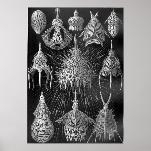 Ernst Haeckel Cyrtoidea Poster (Vorne)