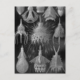 Ernst Haeckel Cyrtoidea Postkarte
