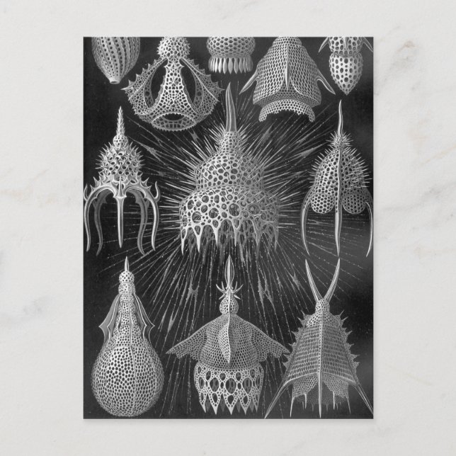 Ernst Haeckel Cyrtoidea Postkarte (Vorderseite)