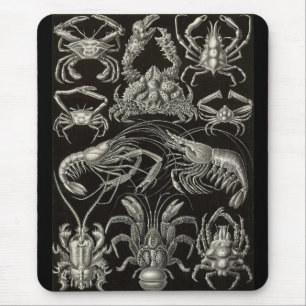 Ernst Haeckel - Decapoda Mousepad