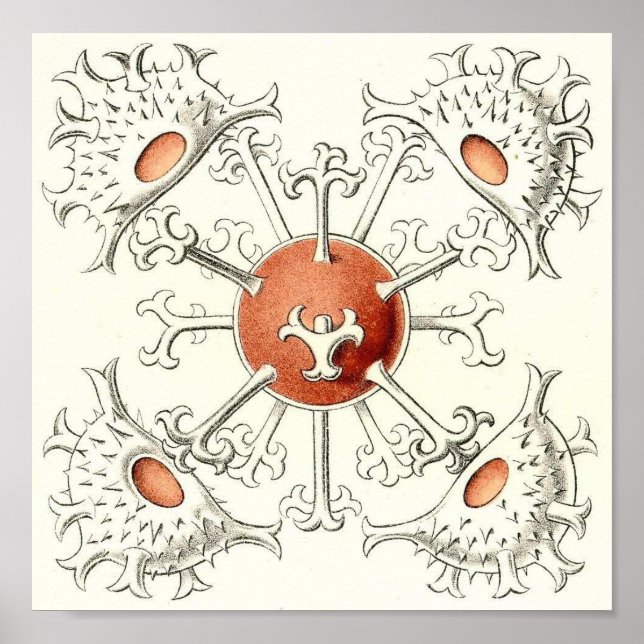 Ernst Haeckel - Design Detail Portfolio Poster (Vorne)