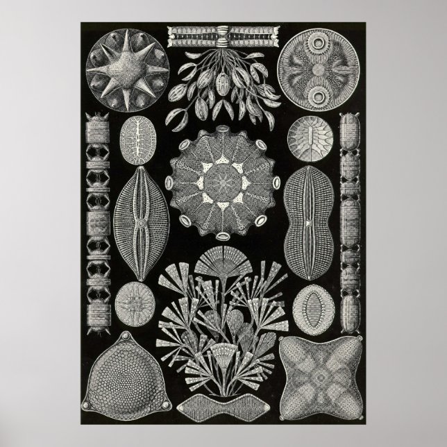 Ernst Haeckel - Diatomea2 Poster (Vorne)