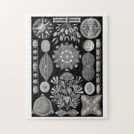 Ernst Haeckel Diatomea Puzzle