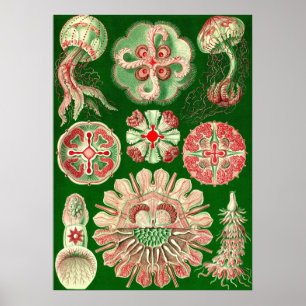 Ernst Haeckel - Discomedusae5 Poster