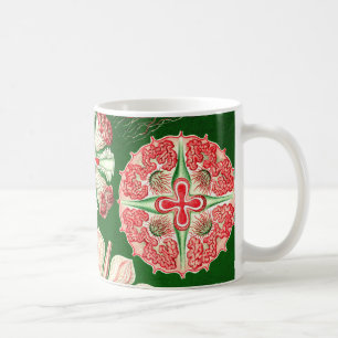 Ernst Haeckel Discomedusae (Aurelia) Kaffeetasse