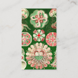 Ernst Haeckel Discomedusae (Aurelia) Visitenkarte