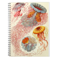 Ernst Haeckel "Discomedusae - Desmonema"