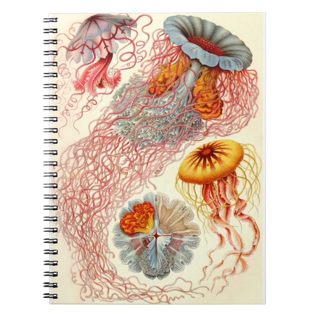 Ernst Haeckel "Discomedusae - Desmonema" Notizblock (Vorderseite)