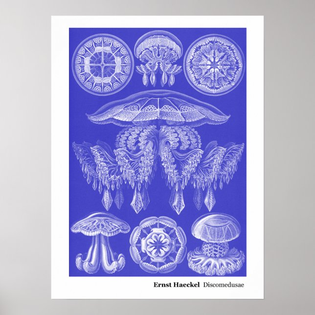 Ernst Haeckel Discomedusae III Poster (Vorne)