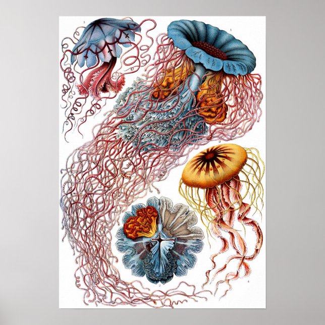 Ernst Haeckel Discomedusae Jellyfish Poster (Vorne)