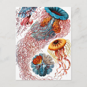 Ernst Haeckel Discomedusae Jellyfish Postkarte