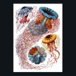 Ernst Haeckel Discomedusae Poster<br><div class="desc">Die 8. Platte aus Ernst Haeckels Kunstformen der Natur von 1904. Dieser Ausdruck enthält verschiedene Gelee-Fische.</div>