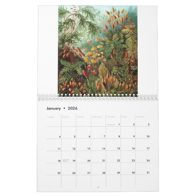 Ernst Haeckel-Drucke Kalender (Jan 2026)