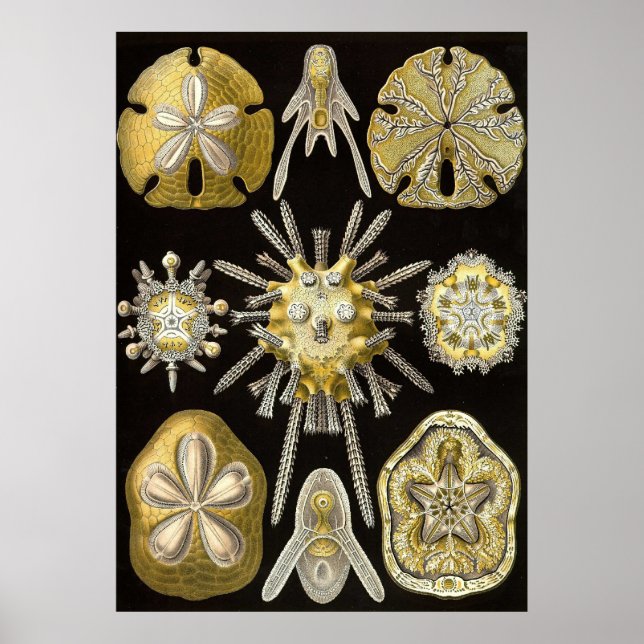 Ernst Haeckel - Echinidea Poster (Vorne)