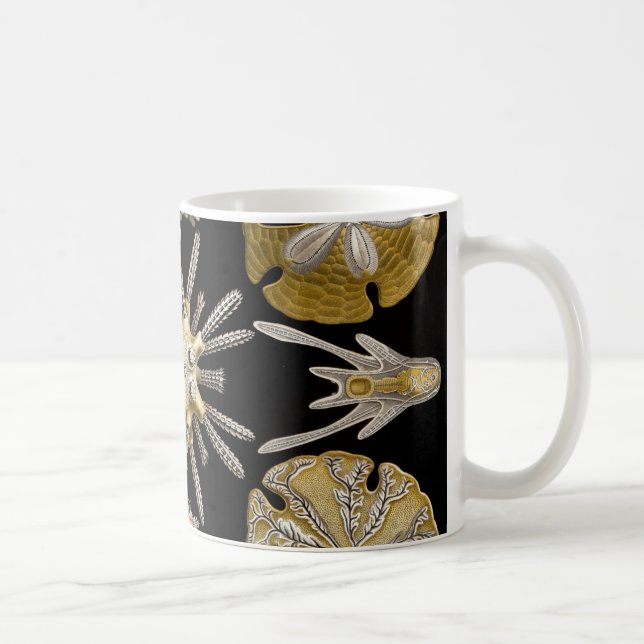 Ernst Haeckel Echinidea Seeigel Tasse (Rechts)