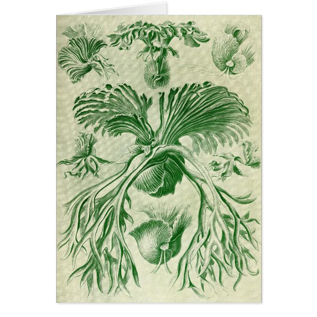 Ernst Haeckel - Filicinae (Vorne)