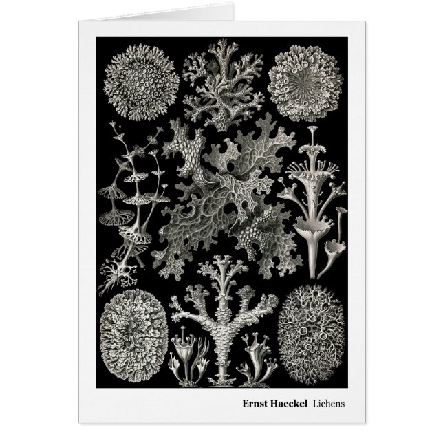 Ernst Haeckel-Flechten (Vorne)