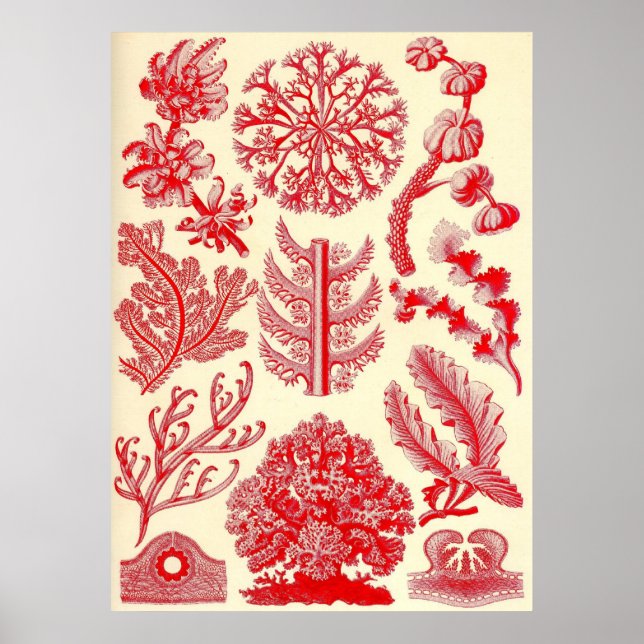 Ernst Haeckel - Florideae Poster (Vorne)