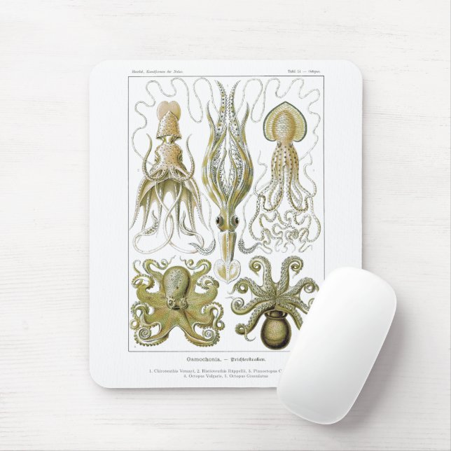 Ernst Haeckel Gamochonia Octopus & Tintenfisch Mousepad (Mit Mouse)