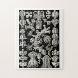 Ernst Haeckel Gorgonia Puzzle