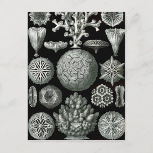 Ernst Haeckel Hexacorallia Koralle Postkarte