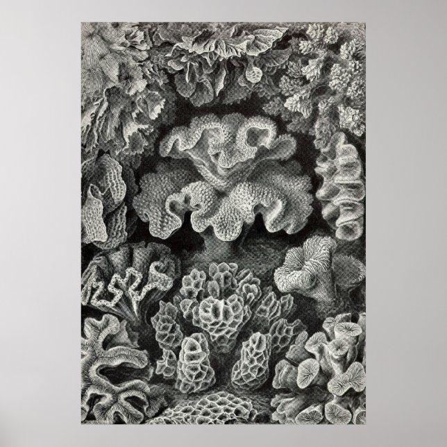 Ernst Haeckel - Hexoralla2 Coral Poster (Vorne)
