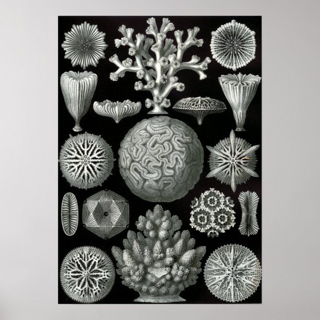 Ernst Haeckel Hexorallia Coral Poster (Vorne)