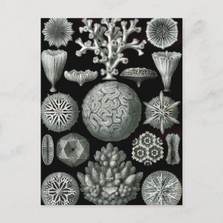 Ernst Haeckel Hexorallia Coral Postkarte