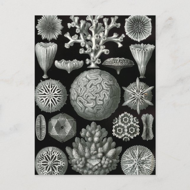 Ernst Haeckel Hexorallia Coral Postkarte (Vorderseite)