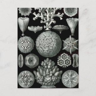 Ernst Haeckel Hexorallia Coral Postkarte