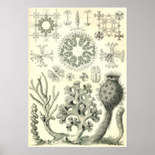 Ernst Haeckel - Hextinellae Poster