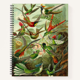 Ernst Haeckel Hummingbird Illustration 8.5X11" Notizbuch