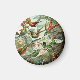 Ernst Haeckel Hummingbirds - Kunstformen der Natur Magnet
