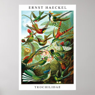 Ernst Haeckel Kolibri (Trochilida) Druck Poster