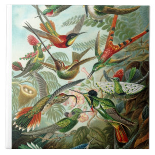 Ernst Haeckel Kolibris - Kunstformen der Natur Fliese