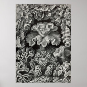 Ernst Haeckel - Koralle Hexacoralla2 Poster