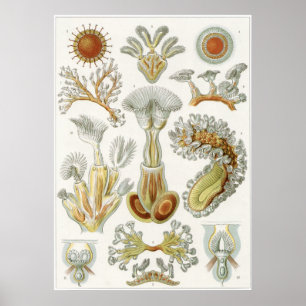 Ernst Haeckel-Kunst-Druck: Bryozoa Poster