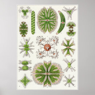 Ernst Haeckel-Kunst-Druck: Desmidiea Poster