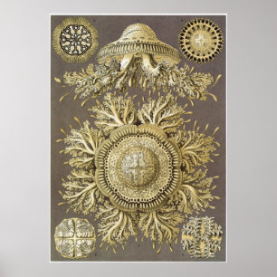 Ernst Haeckel-Kunst-Druck: Discomedusae Poster
