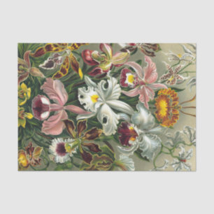 Ernst Haeckel-Kunst-Druck: Orchidae Oncidiums, Seidenpapier