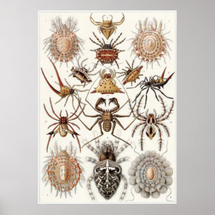 Ernst Haeckel-Kunst-Druck: Spinnenartige Tiere Poster