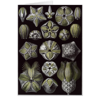 Ernst Haeckel-Kunst-Karte: Blastoidea