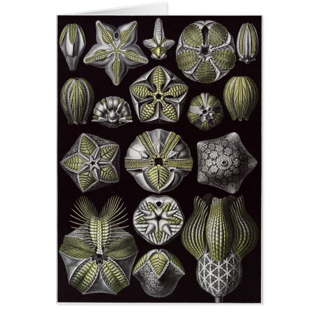 Ernst Haeckel-Kunst-Karte: Blastoidea (Vorne)