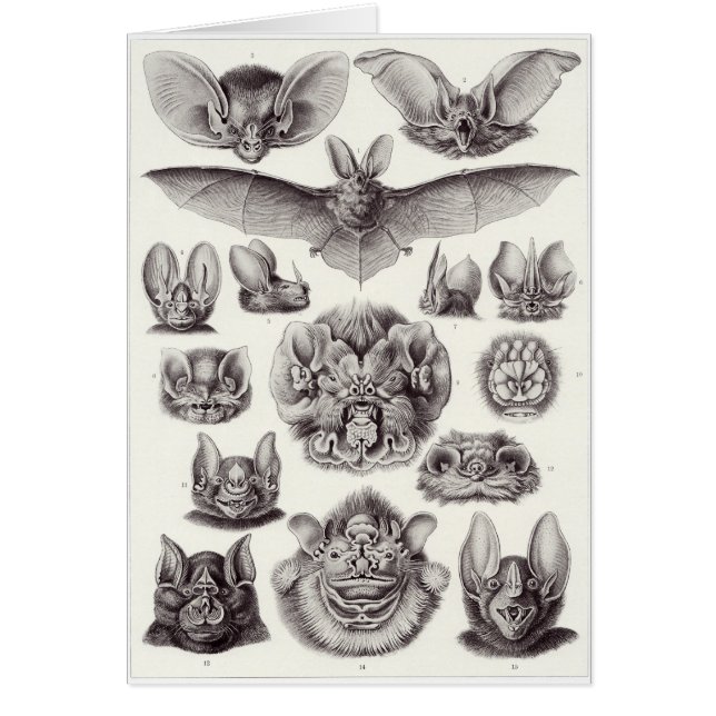 Ernst Haeckel-Kunst-Karte: Chiroptera (Vorne)