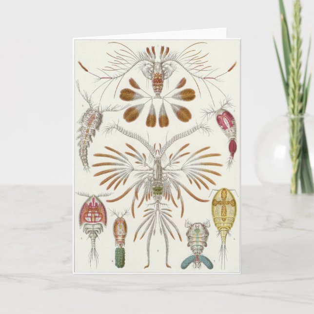 Ernst Haeckel-Kunst-Karte: Copepoda Karte (Vorderseite)