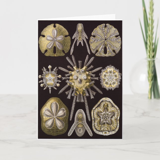 Ernst Haeckel-Kunst-Karte: Echinidea Karte (Vorderseite)