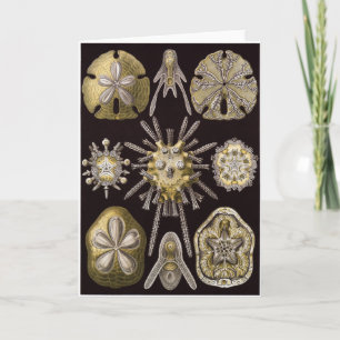 Ernst Haeckel-Kunst-Karte: Echinidea Karte