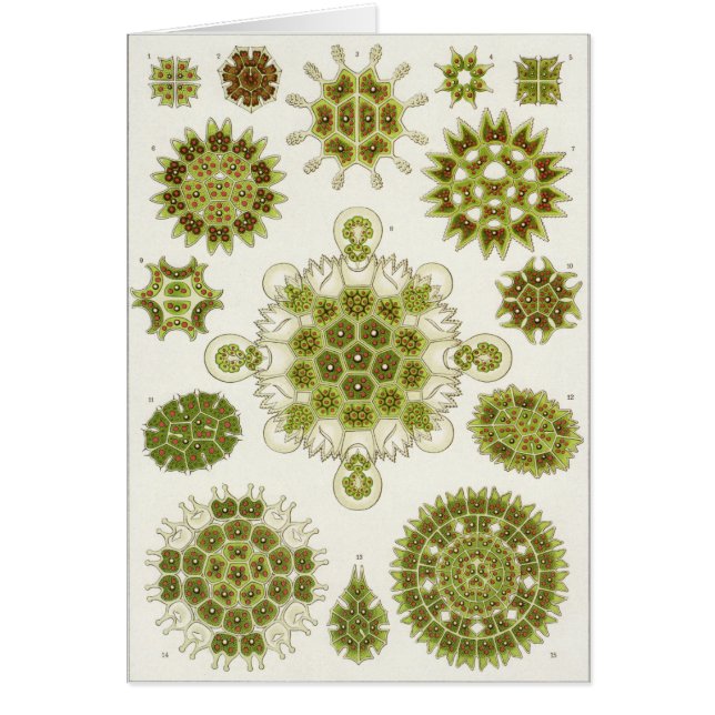 Ernst Haeckel-Kunst-Karte: Melethallia (Vorne)