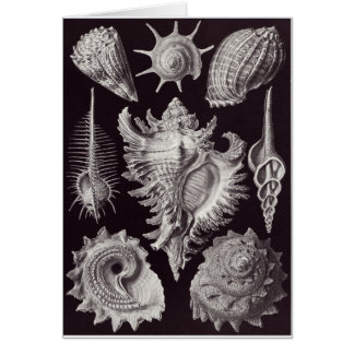 Ernst Haeckel-Kunst-Karte: Prosobranchia