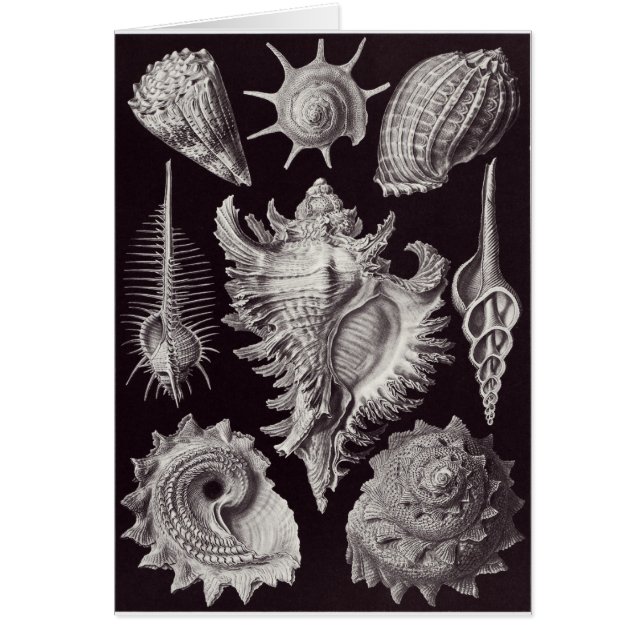 Ernst Haeckel-Kunst-Karte: Prosobranchia (Vorne)